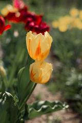 Two yeloow orange color tulips on the ground in sunny spring day 