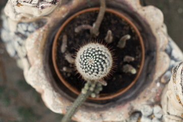 cactus in a  flower pot top view 