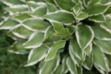 Green leaves with white stripes  on the ground
