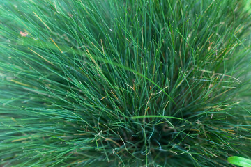 Green grass  detail background
totally green color picture

