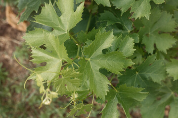 Green leaves of grape vine on the ground in garden 