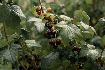The berries of black currant on the bush