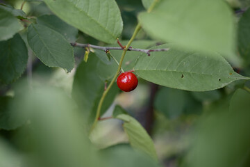 One alone cherry in the center of picture in green leaves