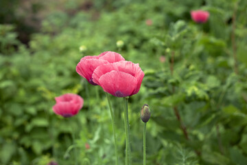 Pink bright fresh poppy flowers in green leaves 