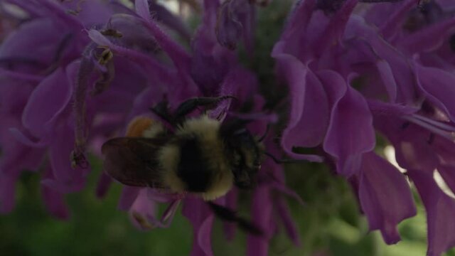 Macro close-up of bumble bee getting nectar from bee balm flower