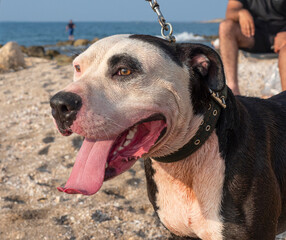 Staffordshire terrier on a leash by the sea.