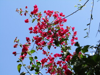 Tree Blossoms Against Blue Sky