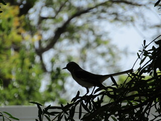 Silhouette of Bird in Tree