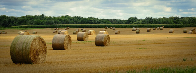 bales in the field