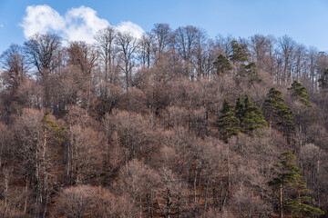 Late Winter Forest On The Hill