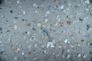 Small shells mixed in beach sand; water worn clam and scallop shells