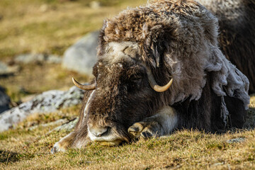 musk ox in norway in dovrefjell relaxing in autumn