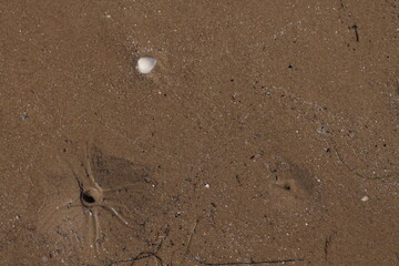 Small clam shell and ghost shrimp burrow in the sand at low tide