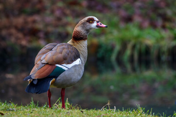 Nilgans (Alopochen aegyptiacus)