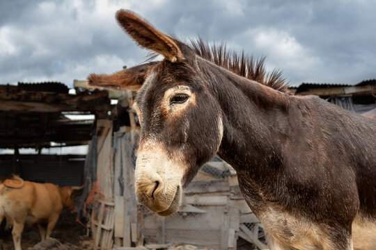 Bonito burro marr&oacute;n con hocico marr&oacute;n en un d&iacute;a tormentoso