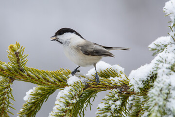 Naklejka premium Tit, brown-headed nut on the Christmas tree