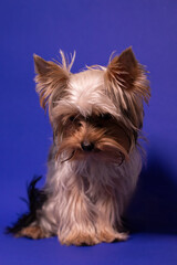 Yorkshire Terrier puppy on colorful blue background. pet, animal, purebred