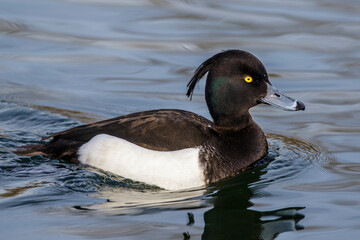 Reiherente (Aythya fuligula) Männchen