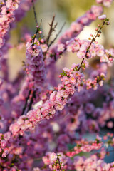 Beautiful and cute pink cherry blossoms (sakura) against blue sky. Pink sakura flowers, dreamy romantic artistic image of spring nature, copy space.