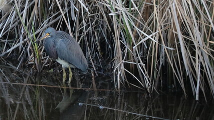 Tricolored Heron wading in shallow water, surrounded by marsh grass on coastal Texas