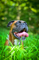 Boxer dog sitting in the grass
