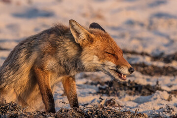 Fototapeta premium rotfuchs