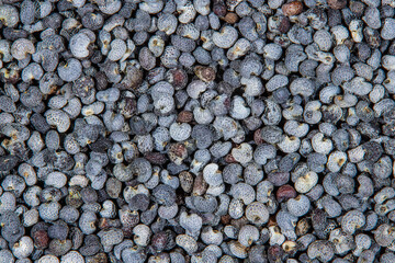 Poppy seed background texture. Background of raw Poppy seeds