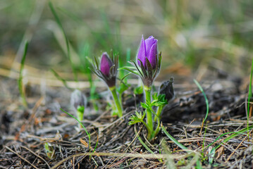 Obraz premium Nice violet Pulsatilla patens flowers in spring time forest, nature awakening