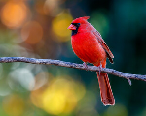 Northern Cardinal on a Branch