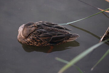Sleeping female Mallard duck floating in the water