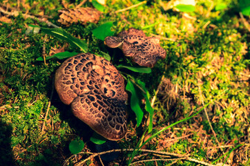  Sarcodon mushroom 