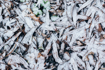 Dry leaves with snow on a ground. Natural background.