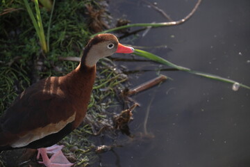 Black Bellied Whistling Duck standing on bank of pond