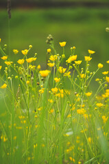 Yellow flowers in the meadow
