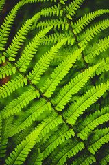 Green fern leaves