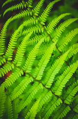 Fern leaf in the forest