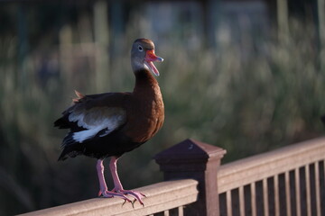 Black Bellied Whistling Duck quacking while standing on fence rail
