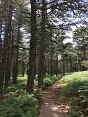 Forest with wild Fern on corsica