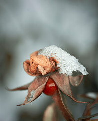 Dried flowers covered in snow. Macrophotography of nature
