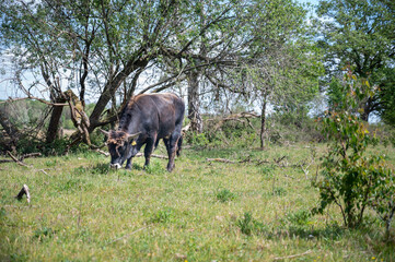 Naklejka na ściany i meble Tauros in the maashorst