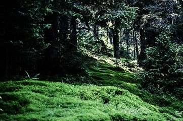 Very close to moss growing outdoors you can paint