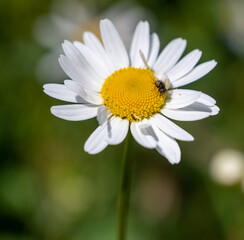 Obraz premium small fly in flower