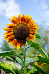sunflowers grow outdoors in summer