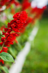 Salvia is a wonderful red flower for decorating flower beds and gazebos