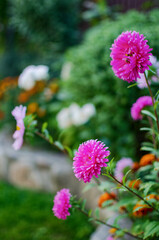 Obraz premium asters are beautiful multi-colored flowers to decorate flower beds and create bouquets