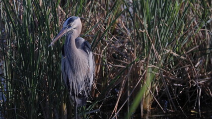 Great Blue Heron with hunched neck  standing among tall marsh grass in coastal southern Texas - front view
