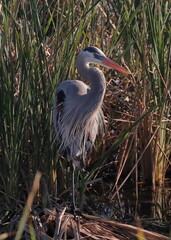 great blue heron standing among marsh grass; portrait orientation