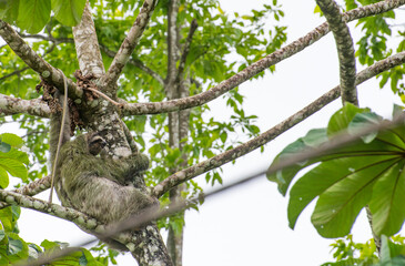 Fototapeta premium a rare three finger sloth