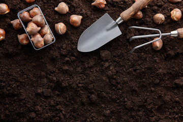 Tulip bulbs and garden tools on soil background, copy space