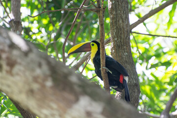 toucan in a tree in costa rica